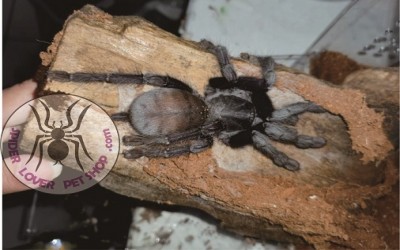 Lampropelma Borneo Black / Phormingochilus Arboricola female Tarantula